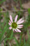 Tennessee purple coneflower